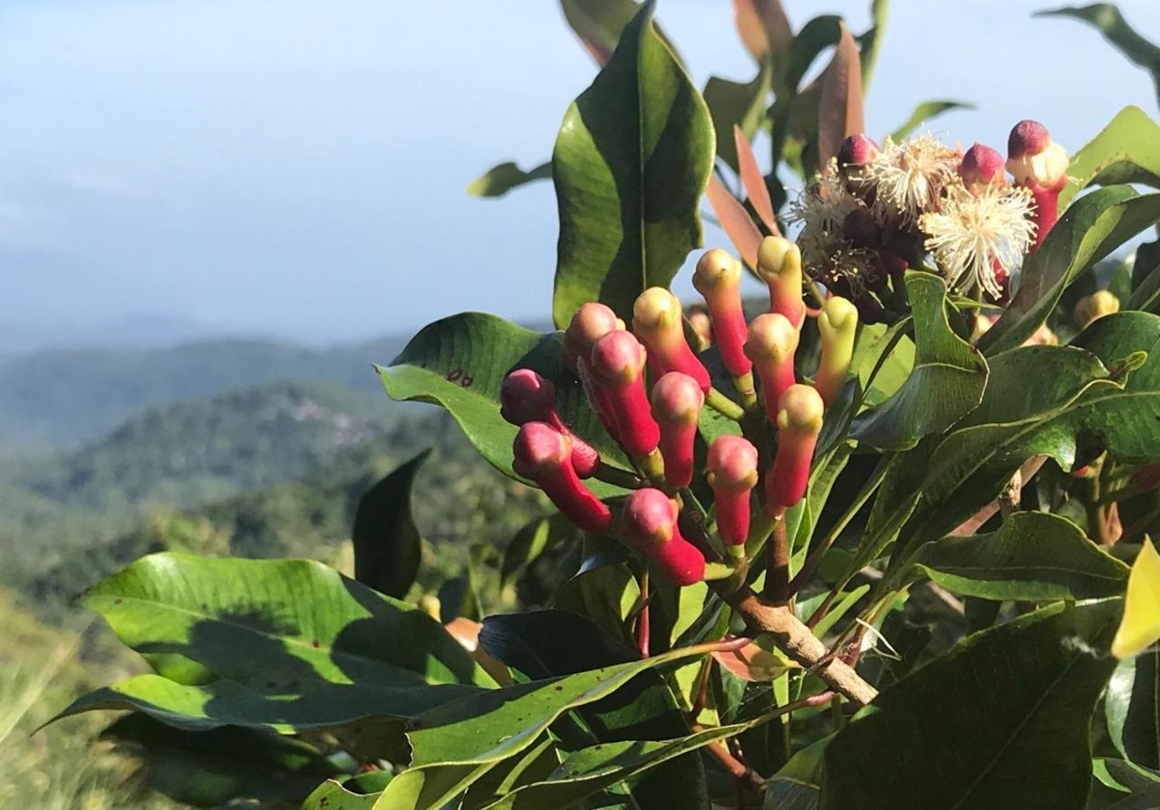 Munduk Clove Εξωτερικό φωτογραφία